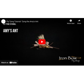 Amy's Ant