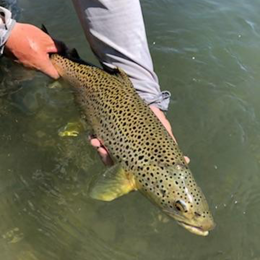 2025 Intermediate Bow River Fly Fishing School
