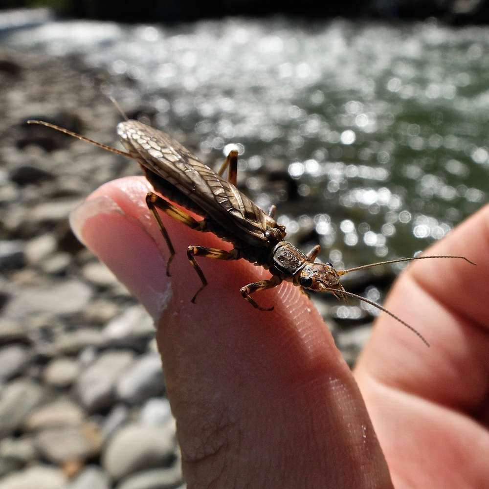 2025 Intermediate Bow River Fly Fishing School