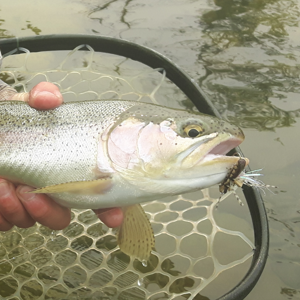 2025 Intermediate Bow River Fly Fishing School