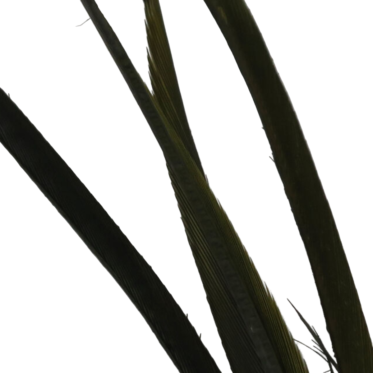 Stripped Goose Biots