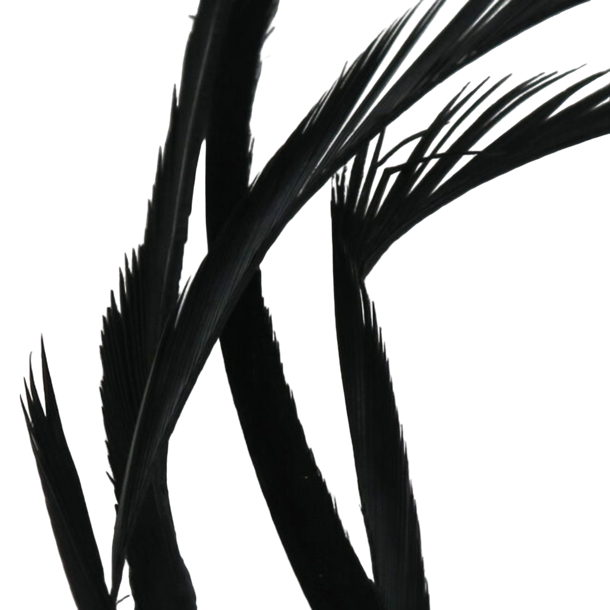 Stripped Goose Biots