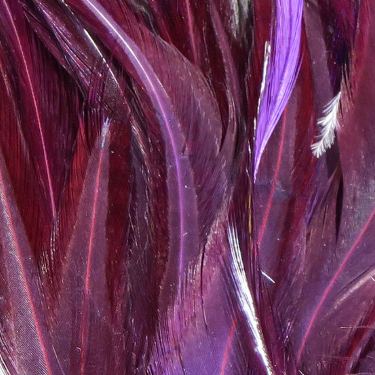 Wooly Bugger Saddle Hackle 6-7"