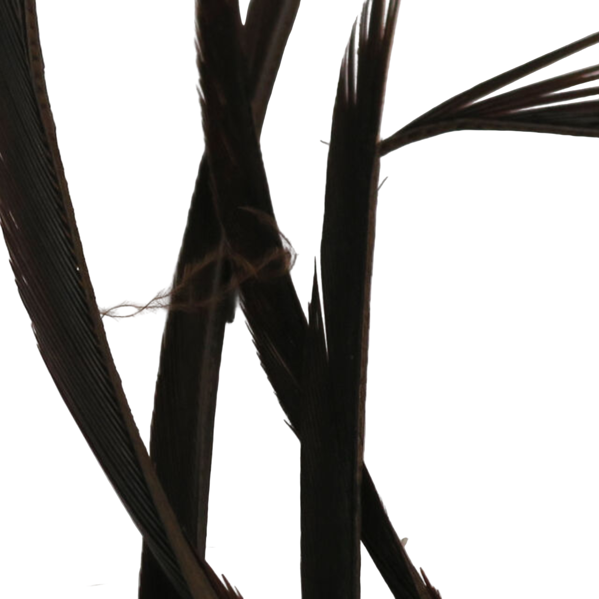 Stripped Goose Biots