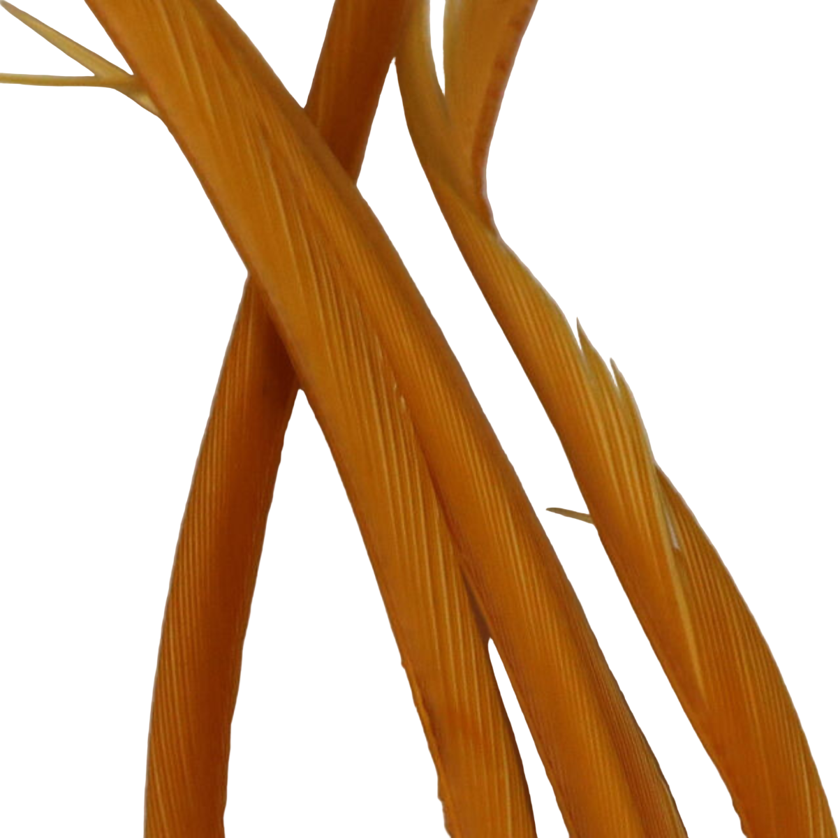 Stripped Goose Biots