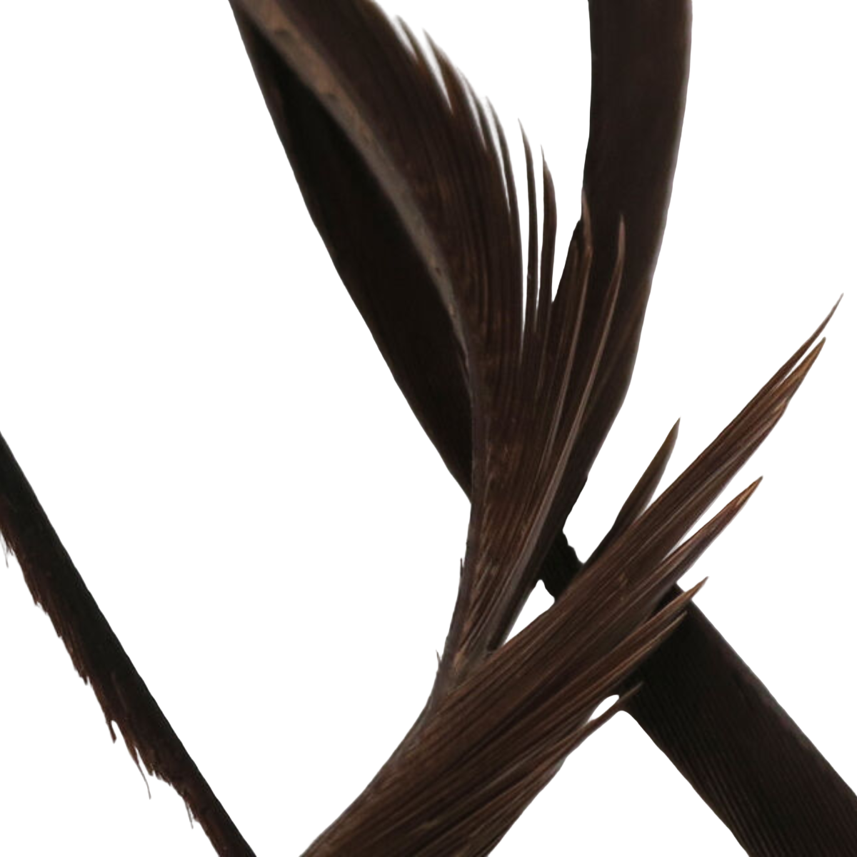 Stripped Goose Biots