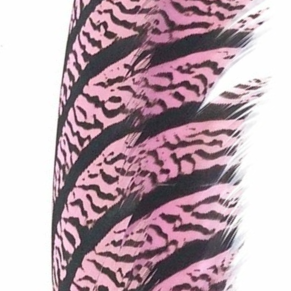 Lady Amherst Ctr Tail