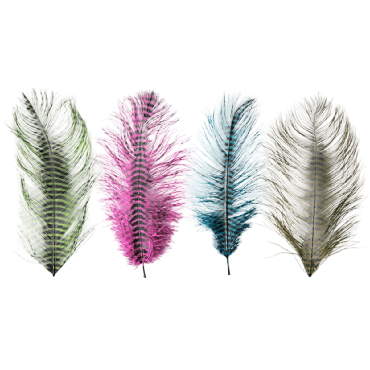 MFC Barred Ostrich Plume