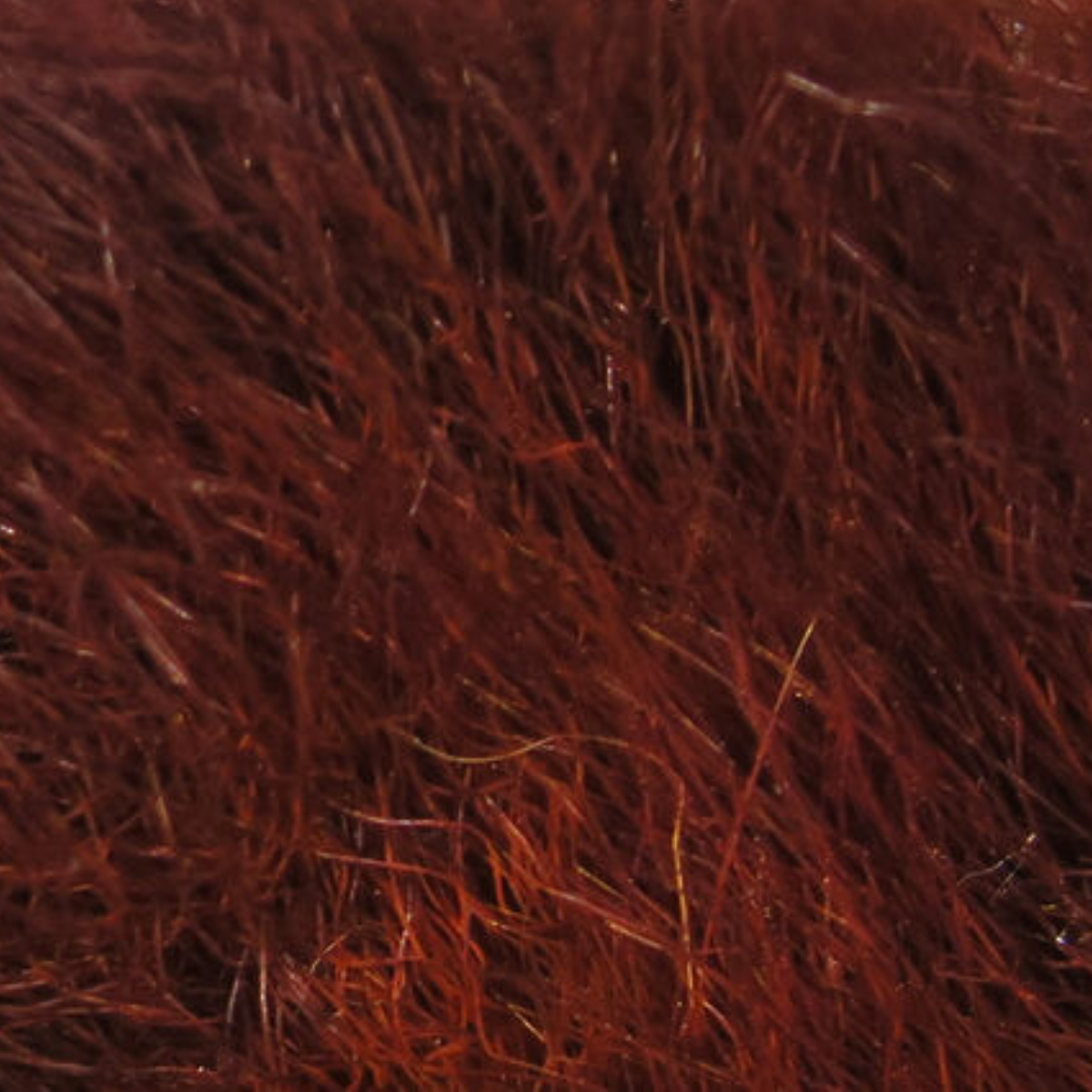 Snowshoe Rabbit Feet