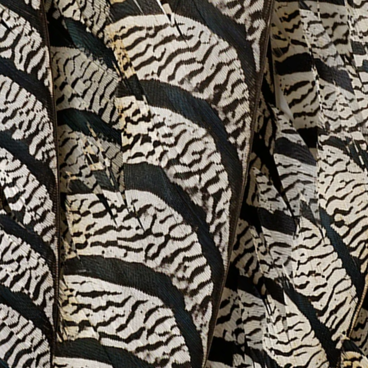 Lady Amherst Ctr Tail