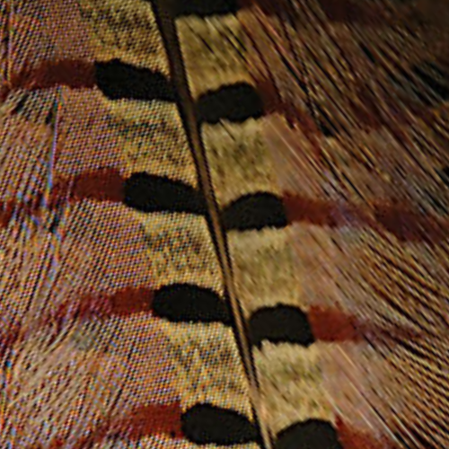 Ringneck Pheasant Tail Feathers