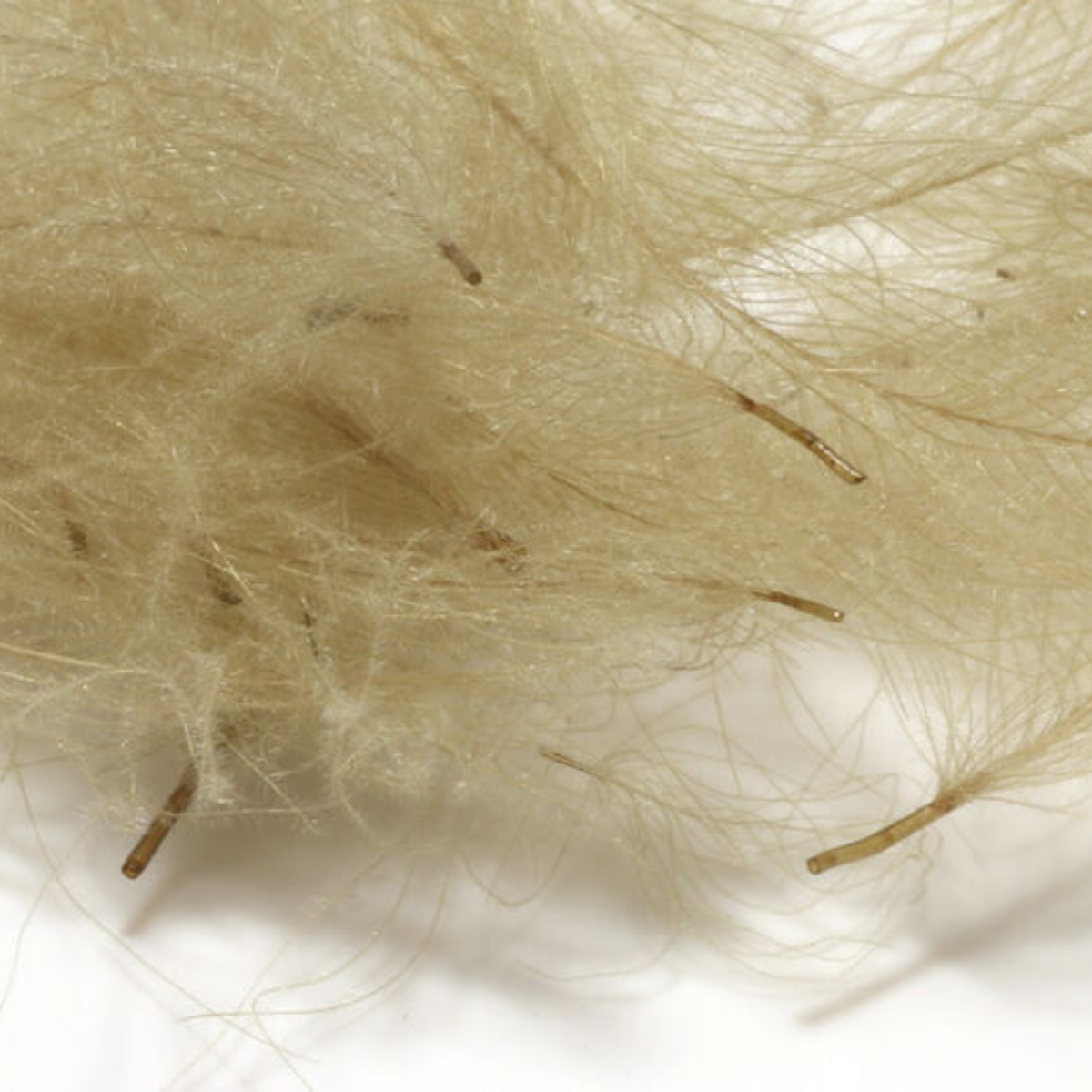 Hareline Cul De Canard 1gr