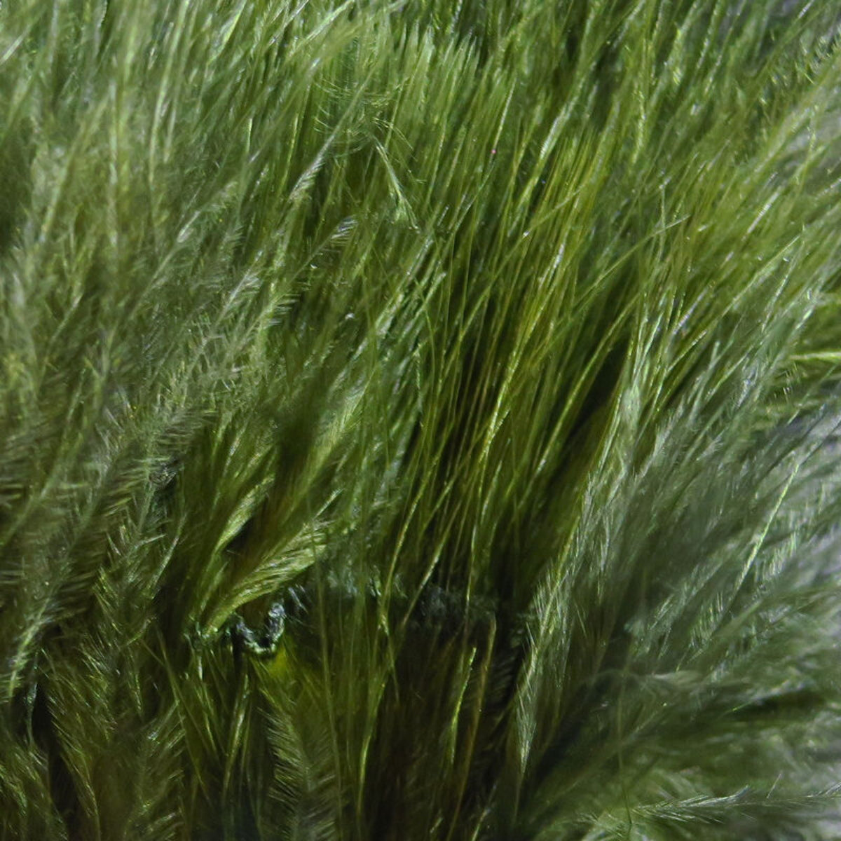 Marabou Strung Blood Quills 1oz