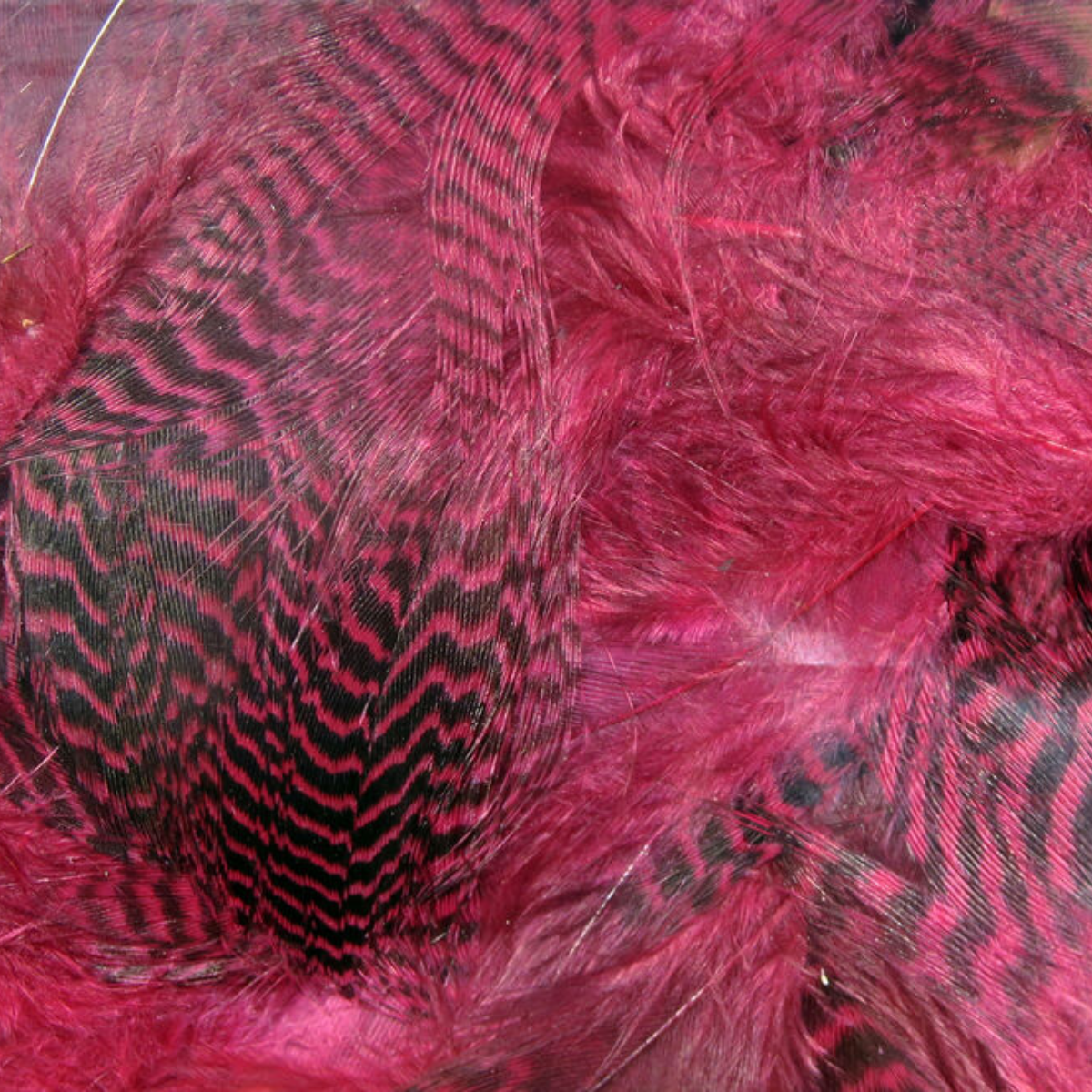 Teal Flank Feathers