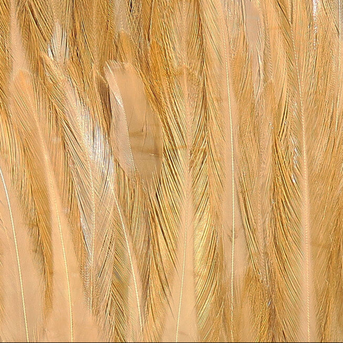 1OZ Strung Chinese Saddle Hackle