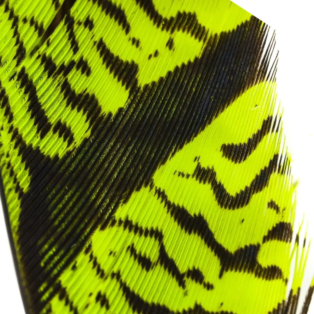 Lady Amherst Ctr Tail