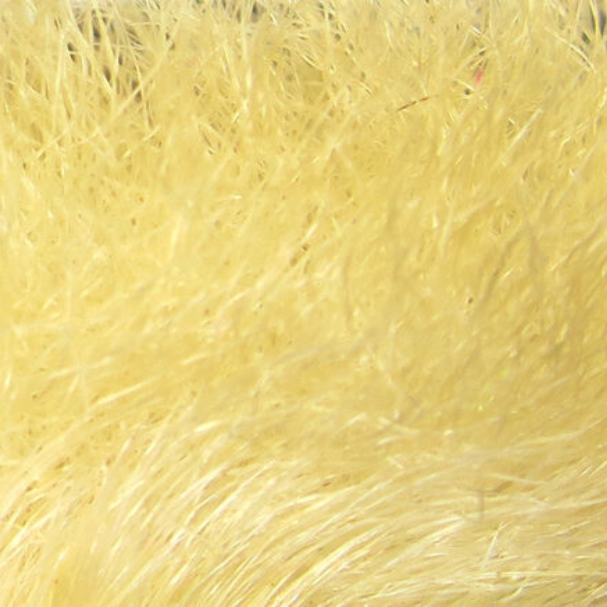 Snowshoe Rabbit Feet