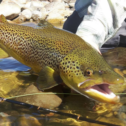 Fishing Guides The Evening Hatch Fly Shop Madison River Fishing